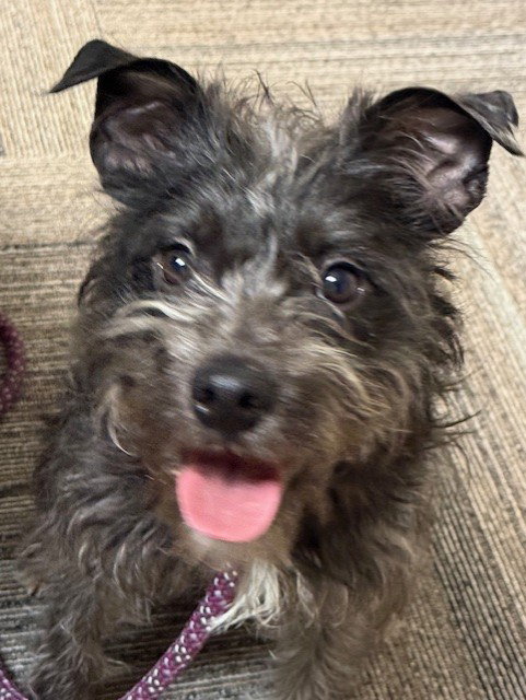 Rosie Cotton, an adoptable Cairn Terrier in Bay City , MI