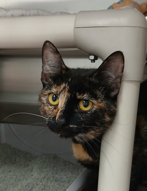 Nikita, an adoptable Tortoiseshell in Bay City , MI