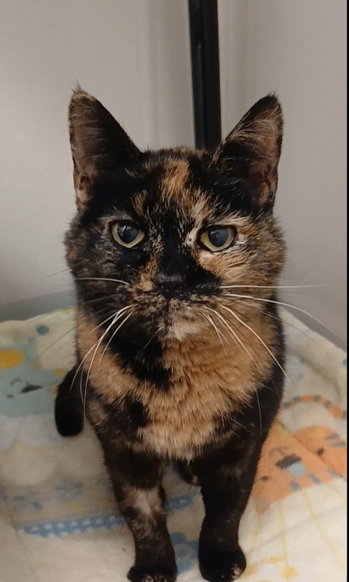 Molly, Adult Tortoiseshell / Domestic Short Hair / Mixed (short coat), cat for adoption in Bay City , Michigan