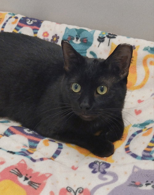 Gumpy, an adoptable Domestic Short Hair in Bay City , MI