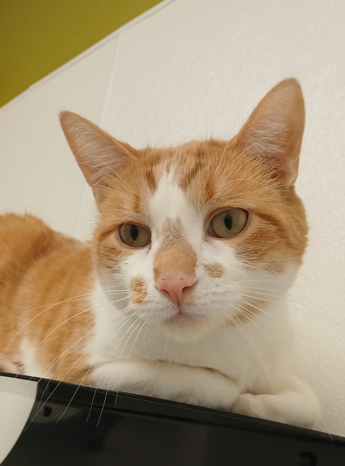 Theodore, an adoptable Tabby in Bay City , MI