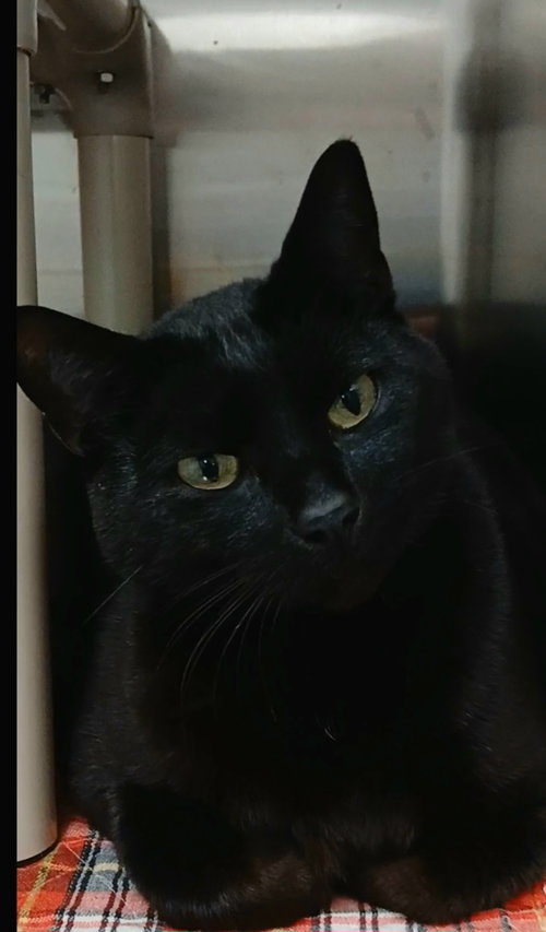 Winston, an adoptable Domestic Short Hair in Bay City , MI