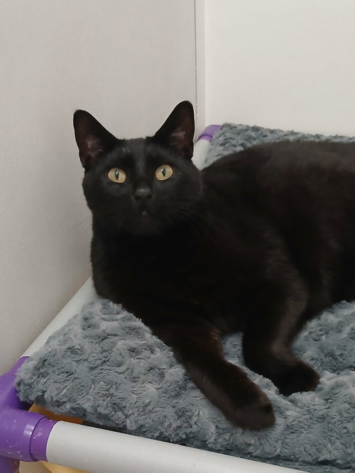 Winston, an adoptable Domestic Short Hair in Bay City , MI