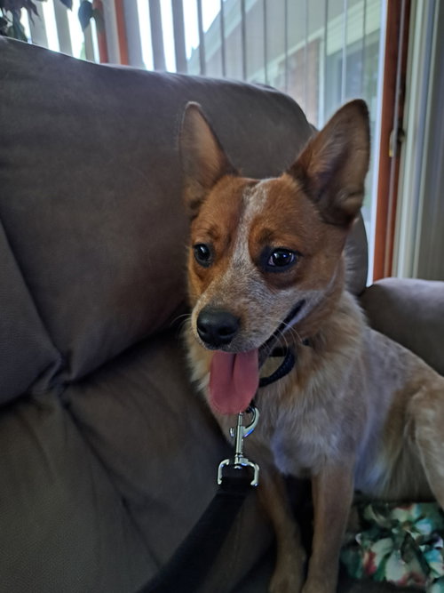 Keegan, an adoptable Australian Cattle Dog in Bay City , MI