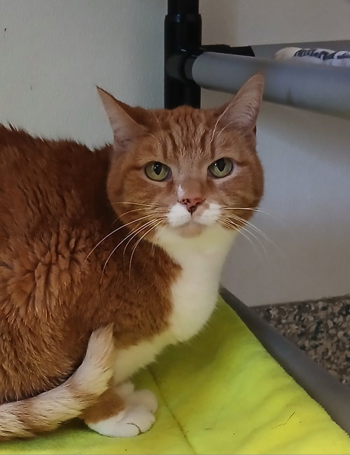 Spotted Elephant, an adoptable Tabby in Bay City , MI