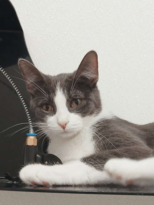 Tiff-Tiff, an adoptable Domestic Short Hair in Bay City , MI
