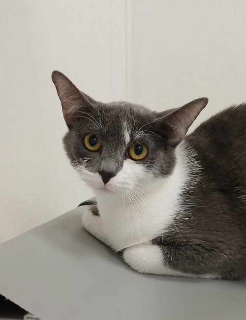 Nina, an adoptable Domestic Short Hair in Bay City , MI