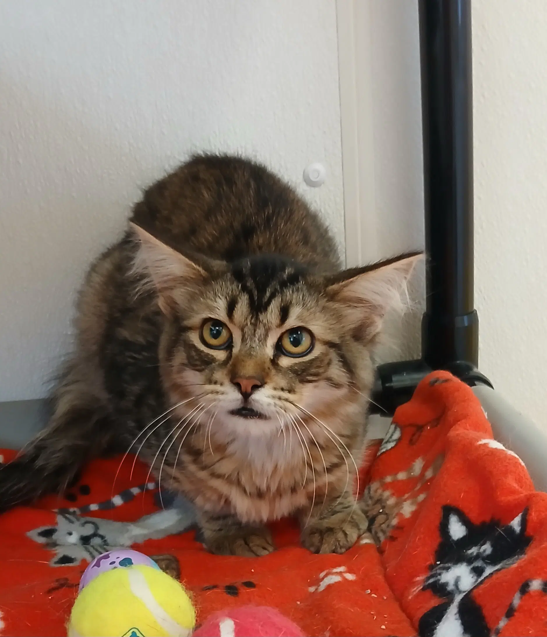 Calvin - Tabby