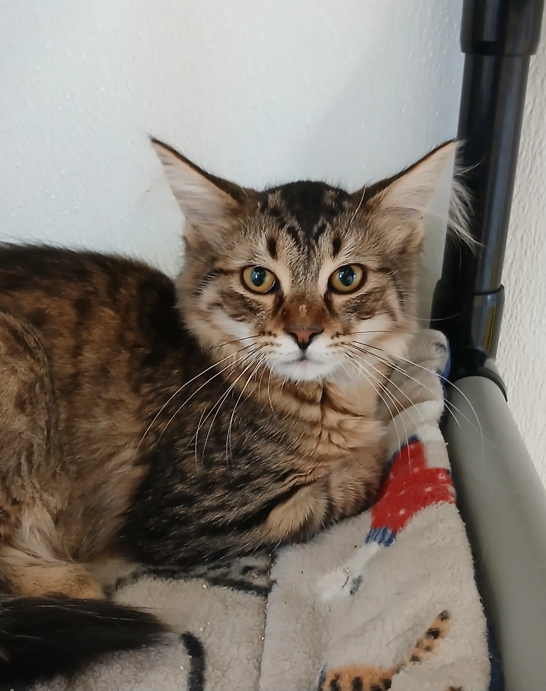 Max - Tabby