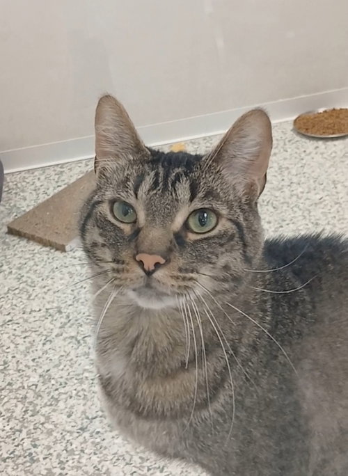 Jagger, Adult Tabby / Domestic Short Hair / Mixed (short coat), cat for adoption in Bay City , Michigan