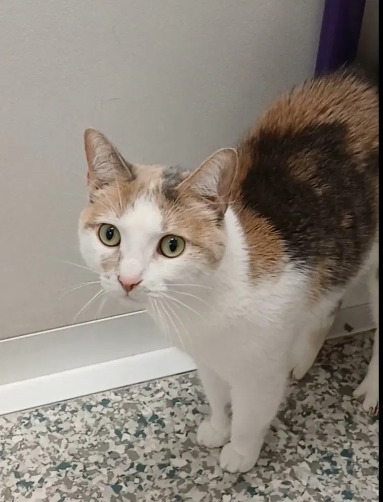 Lasagna - Dilute Calico