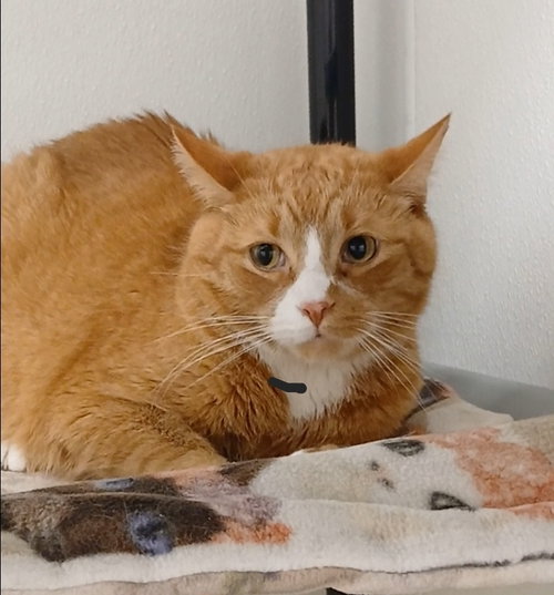 Garfield, Adult Tabby / Domestic Short Hair / Mixed (short coat), cat for adoption in Bay City , Michigan