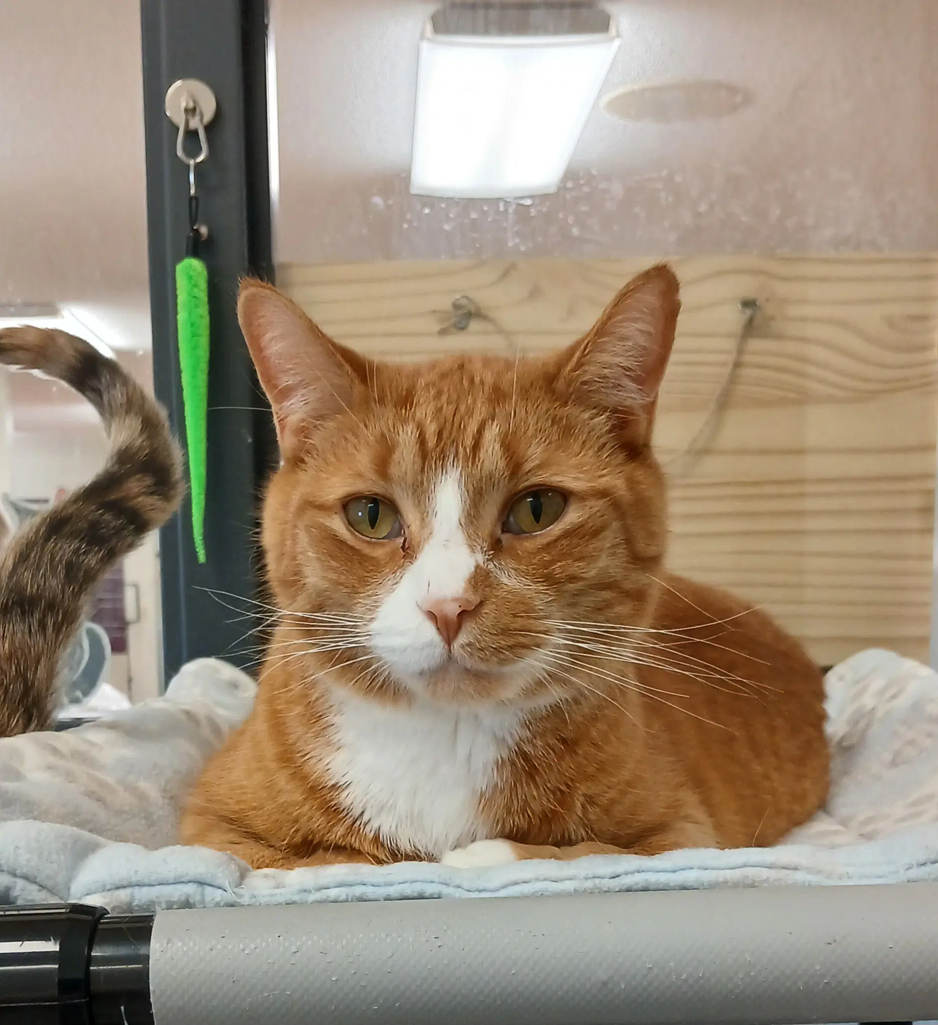 Garfield - Tabby