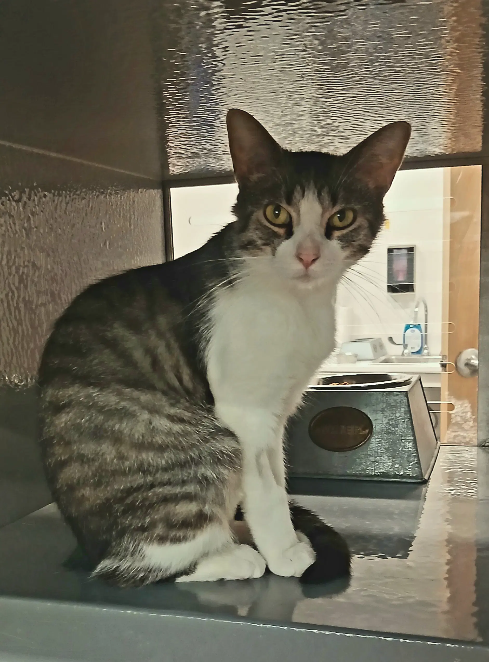 Periwinkle - Tabby