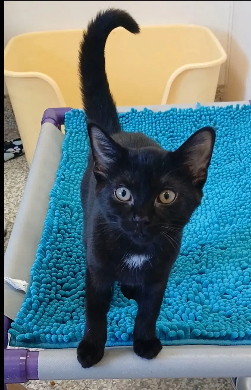 Aretha - Domestic Short Hair