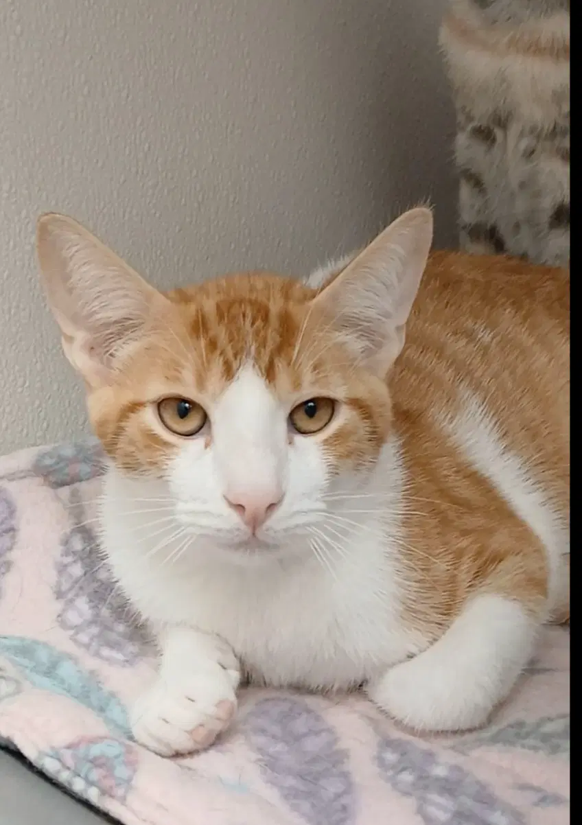 Anemone - Tabby