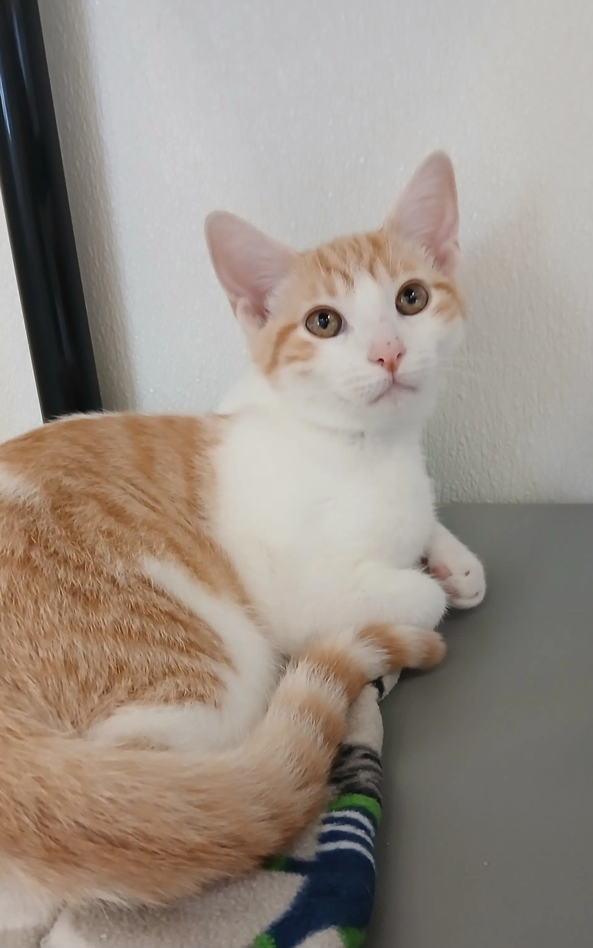 Manta - Tabby