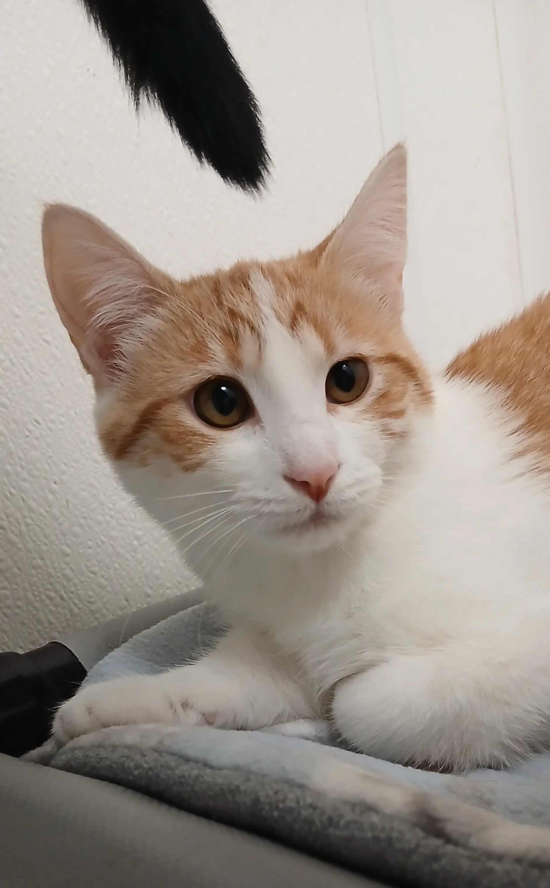 Miracle - Tabby