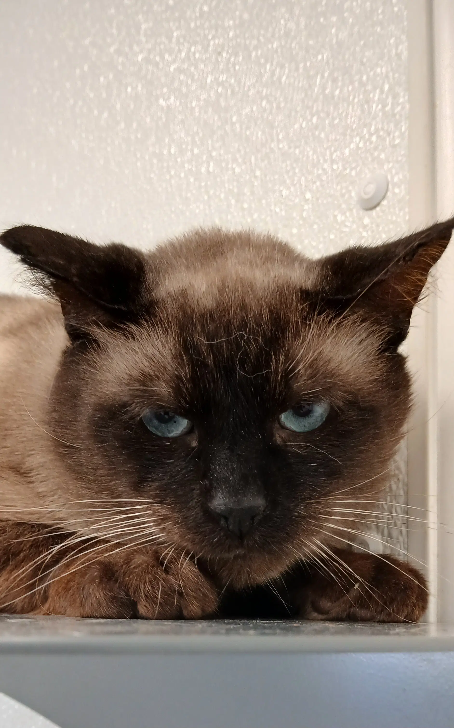 Louis Vuitton - Siamese