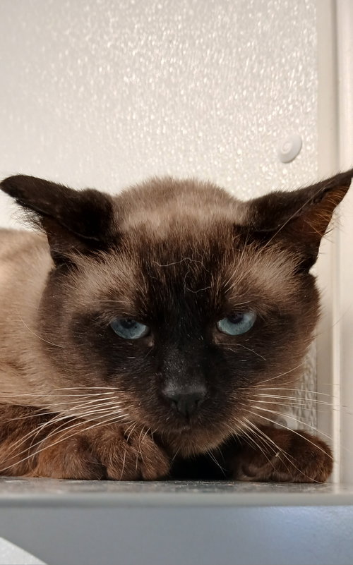Louis Vuitton, a cat for adoption from Humane Society of Bay County