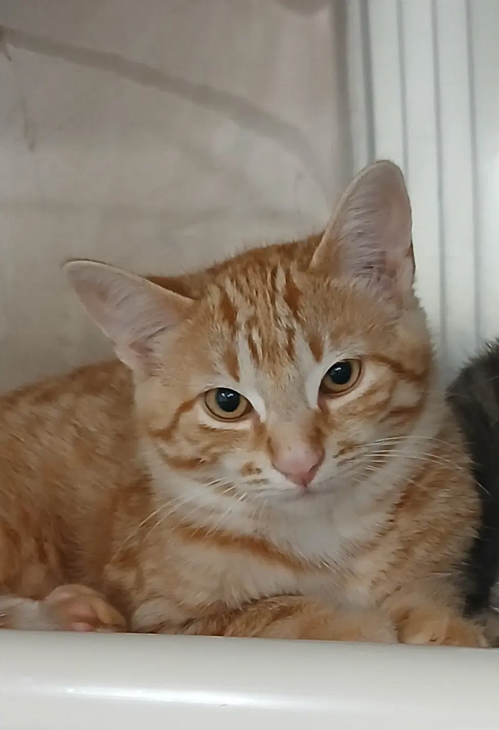 Devonian - Tabby