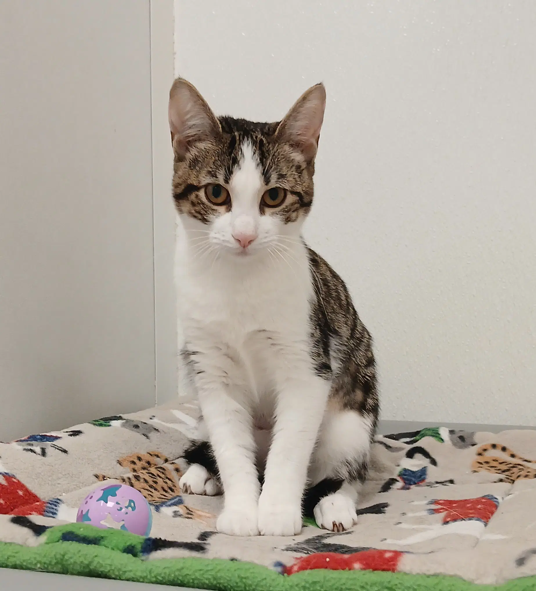 Elijah Jane - Tabby