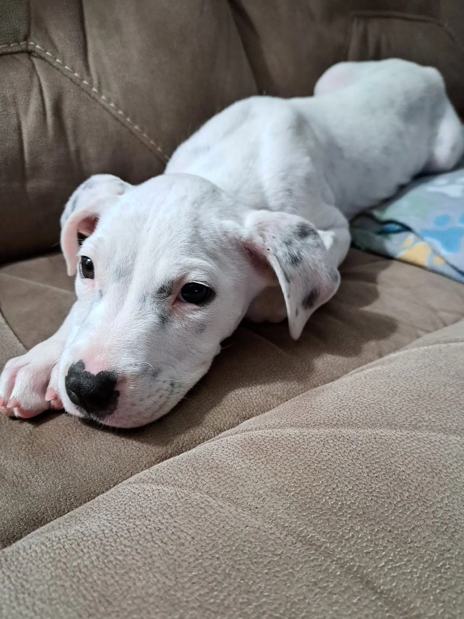 Oliver - Boxer mixed with Shepherd or Malinois