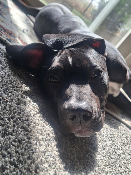 Photo 3 of Ozzy