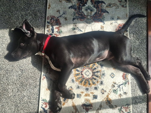 Photo 5 of Ozzy