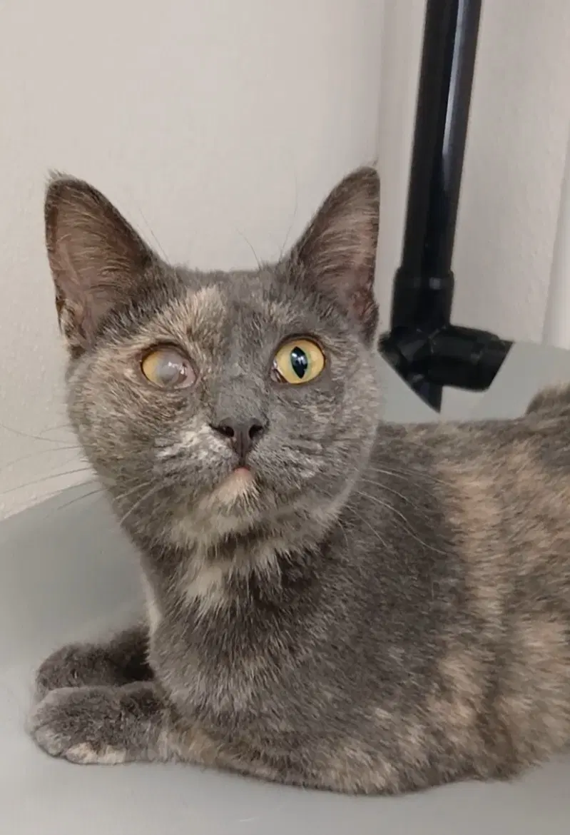 Debbie Sue - Tortoiseshell