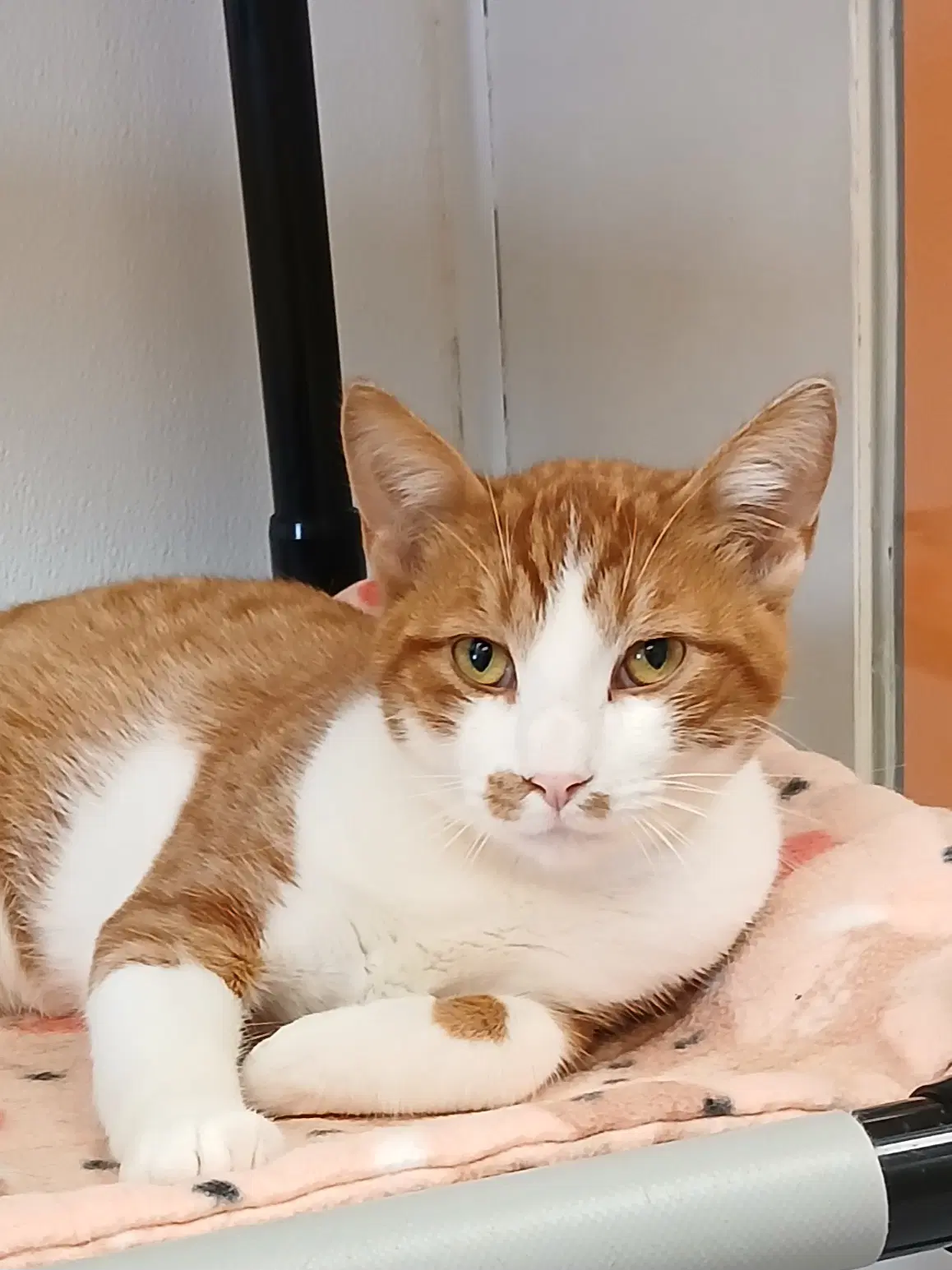 Wyatt Derp - Domestic Short Hair