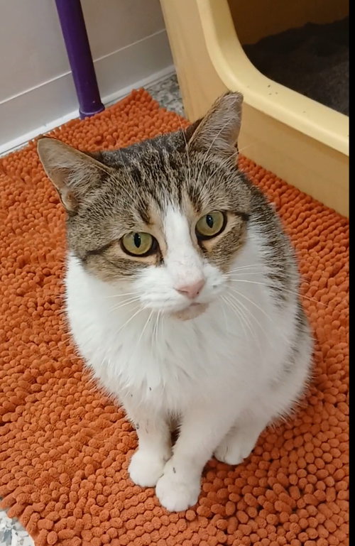 Ninja, a cat for adoption from Humane Society of Bay County