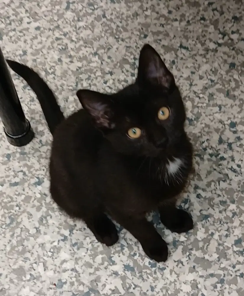 Blot - Domestic Short Hair