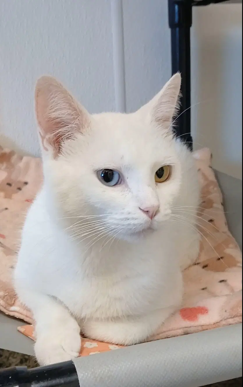 Opal - Domestic Short Hair
