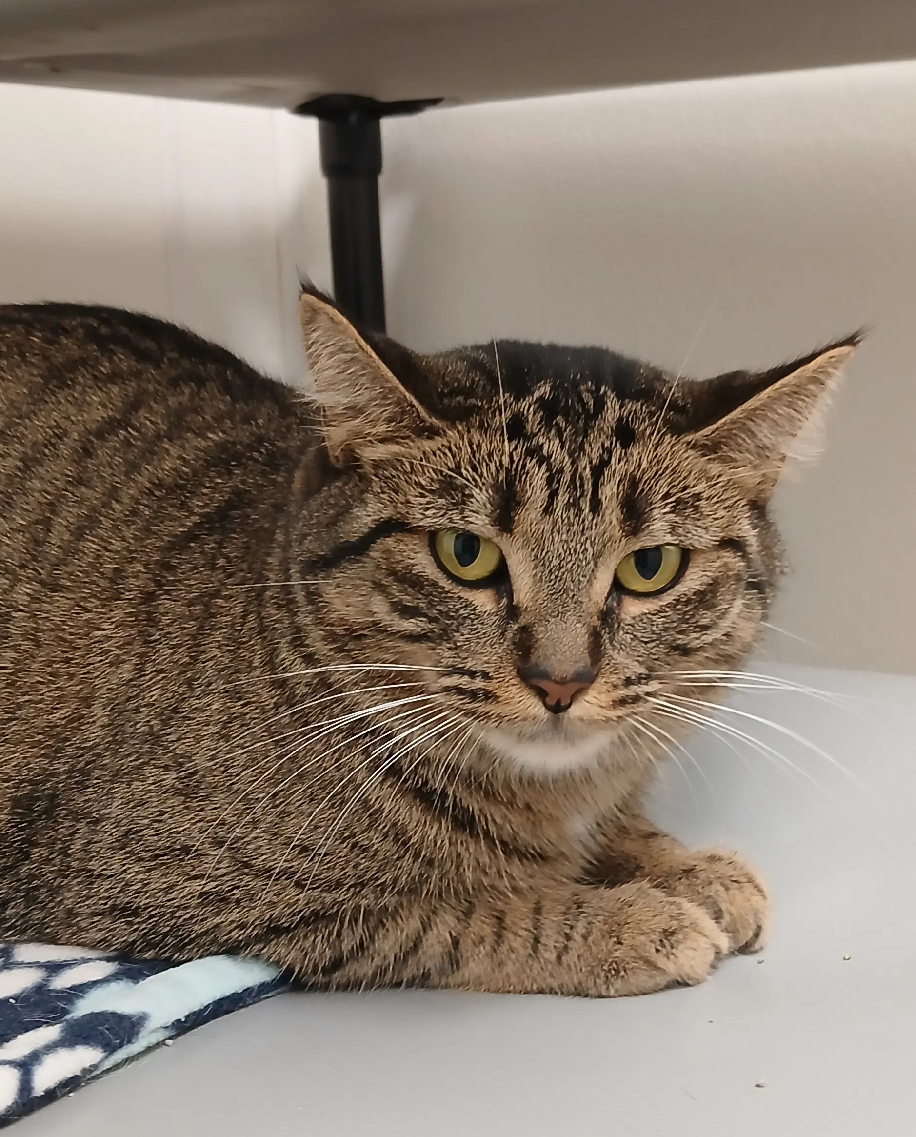 Esme - Tabby
