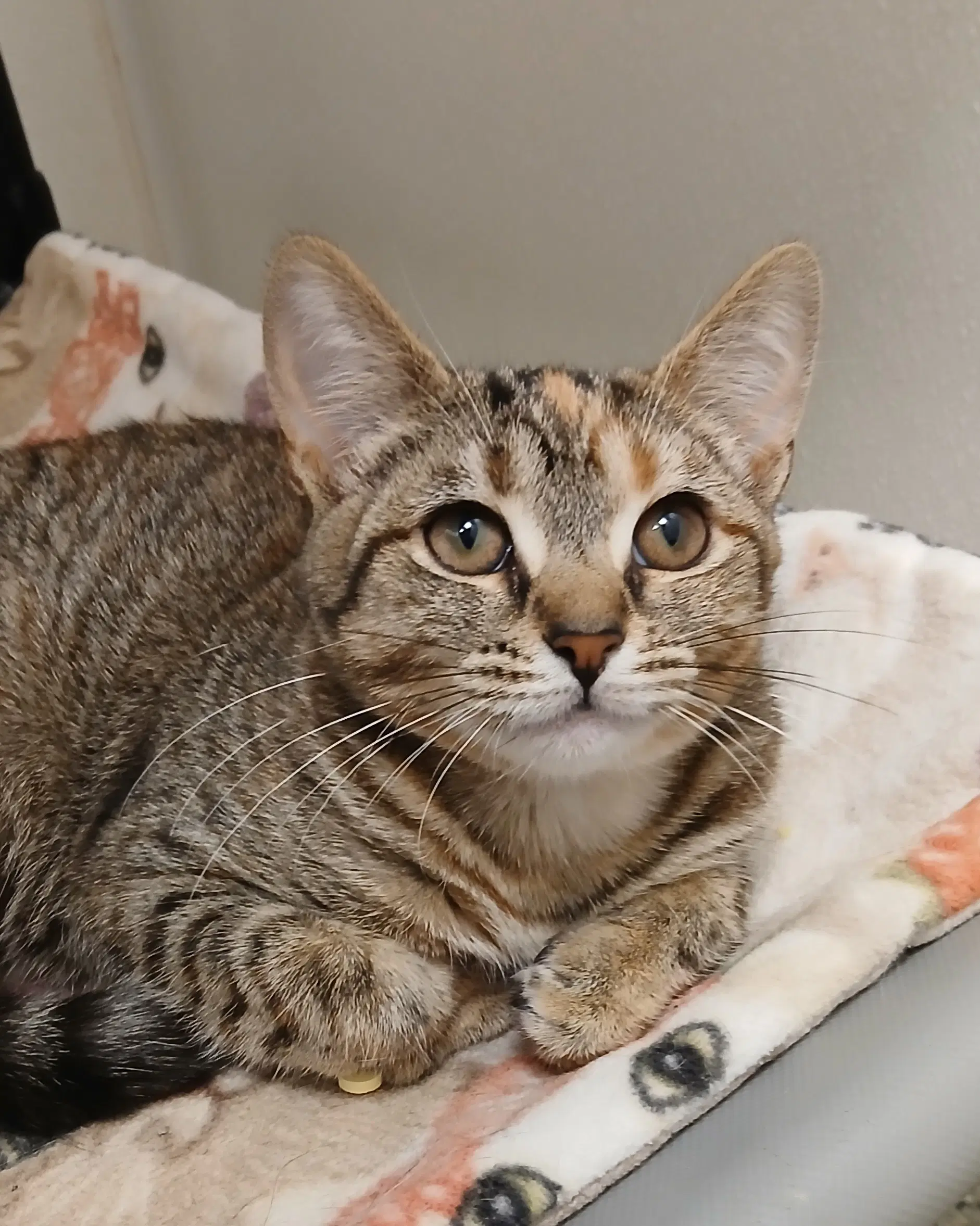 Terracotta - Tabby