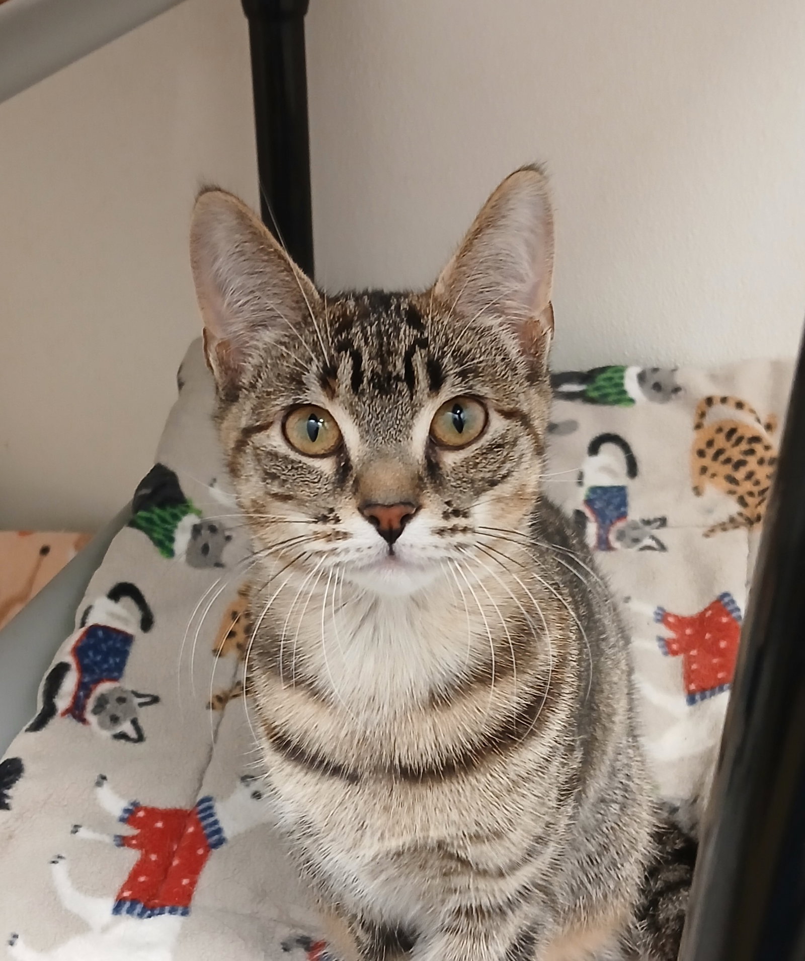 Mahogany, Tabby