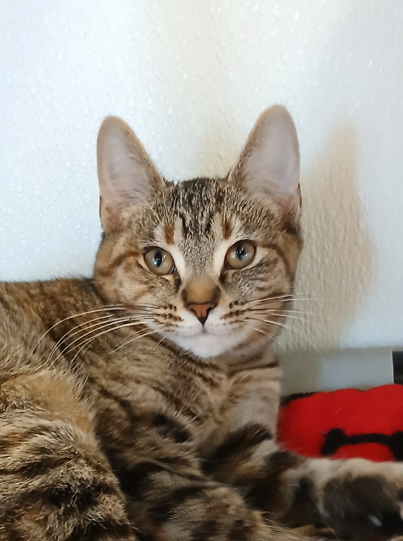 Toffee, Tabby