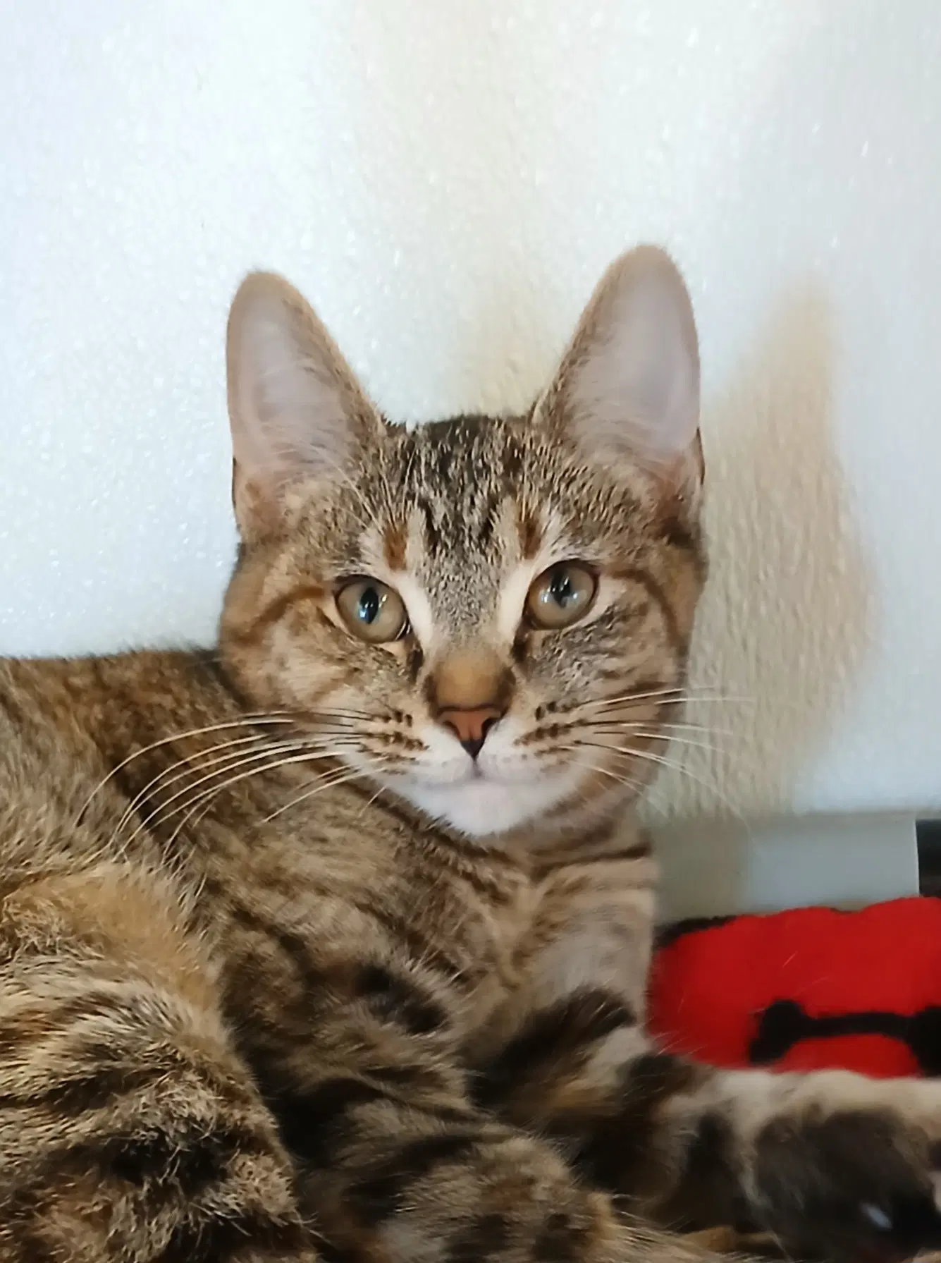 Toffee - Tabby