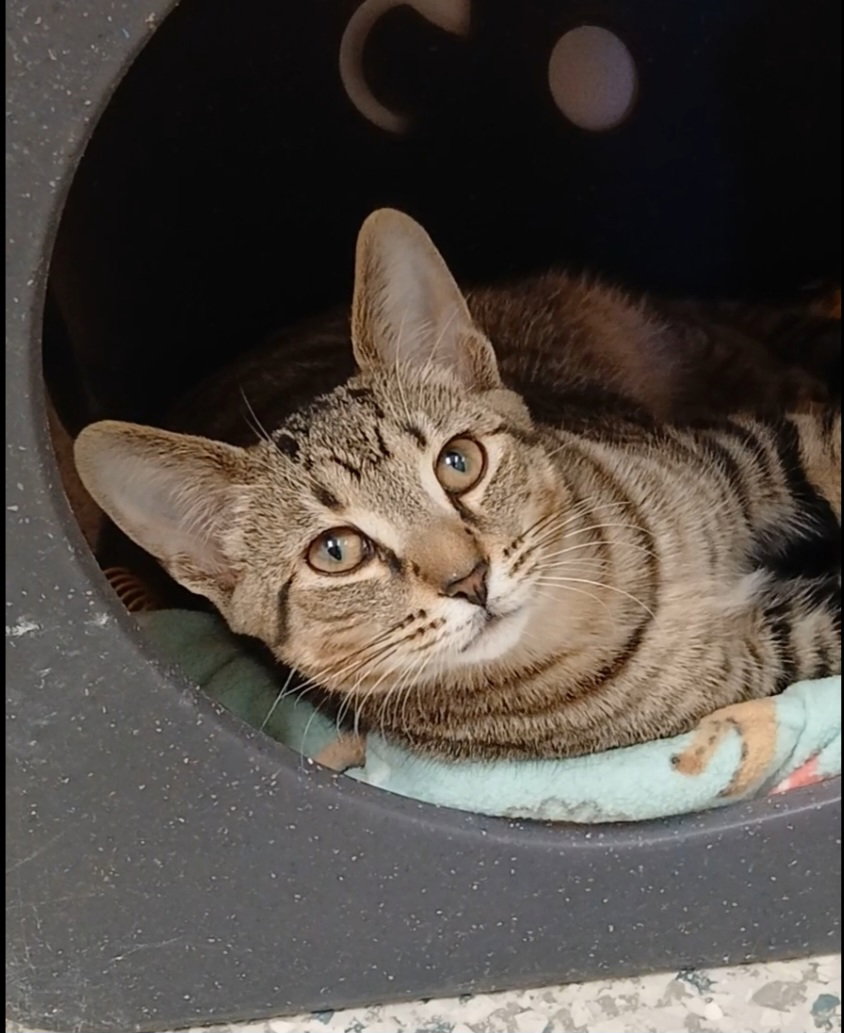 Russett, Tabby