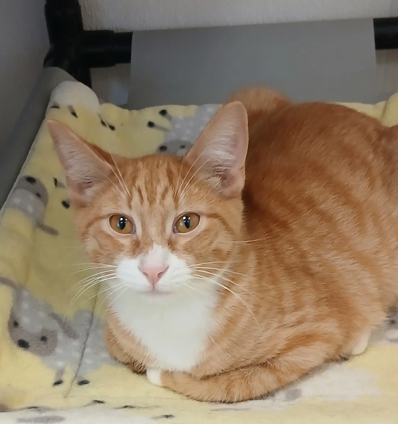 Dumpling - Tabby
