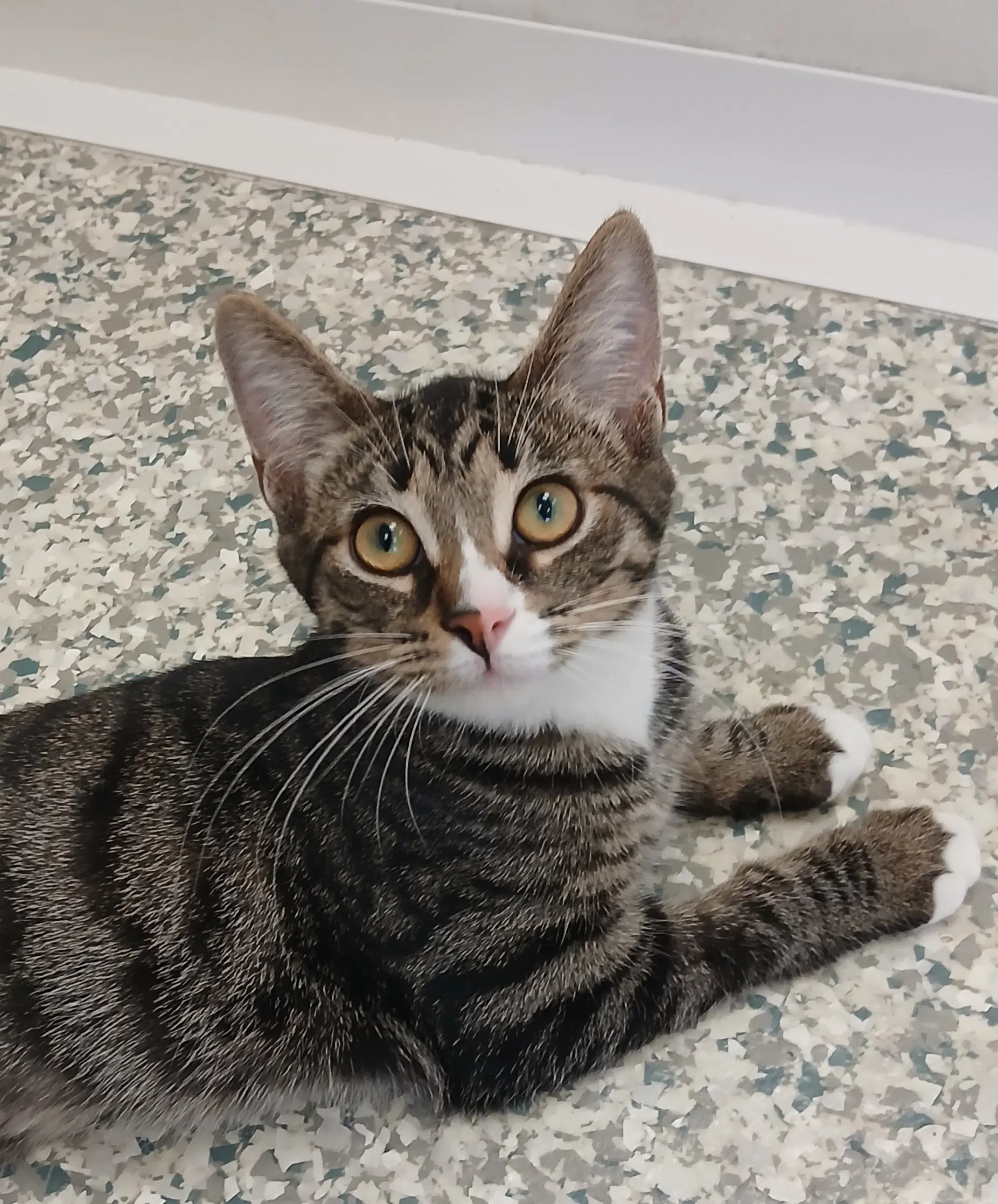 Pickle - Tabby