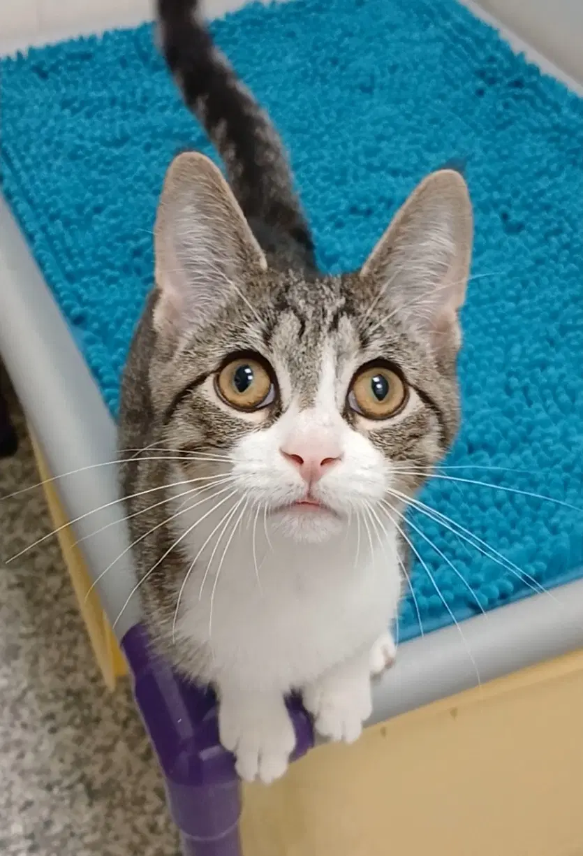 Big Boy Felix - Domestic Short Hair