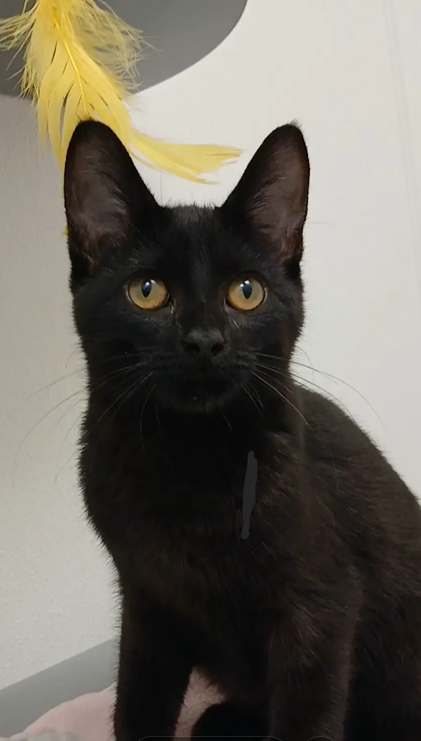 Furiosa - Domestic Short Hair