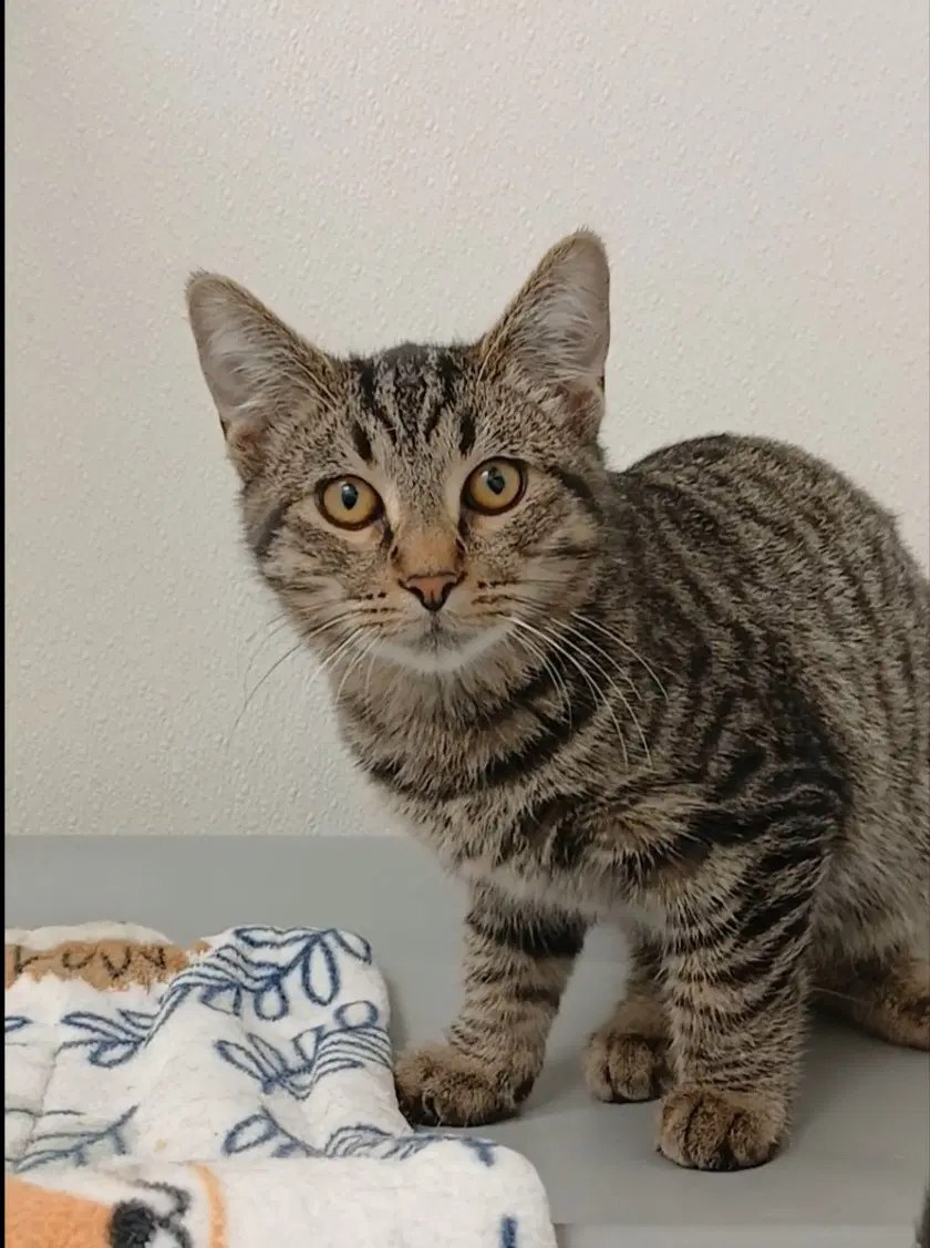 Albert - Tabby