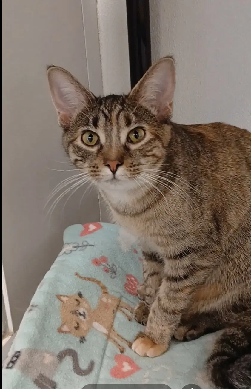 Moonshot - Tabby