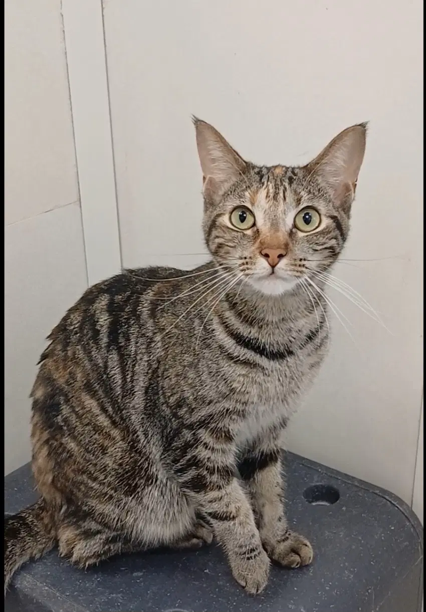 Rosalind Franklin - Tabby
