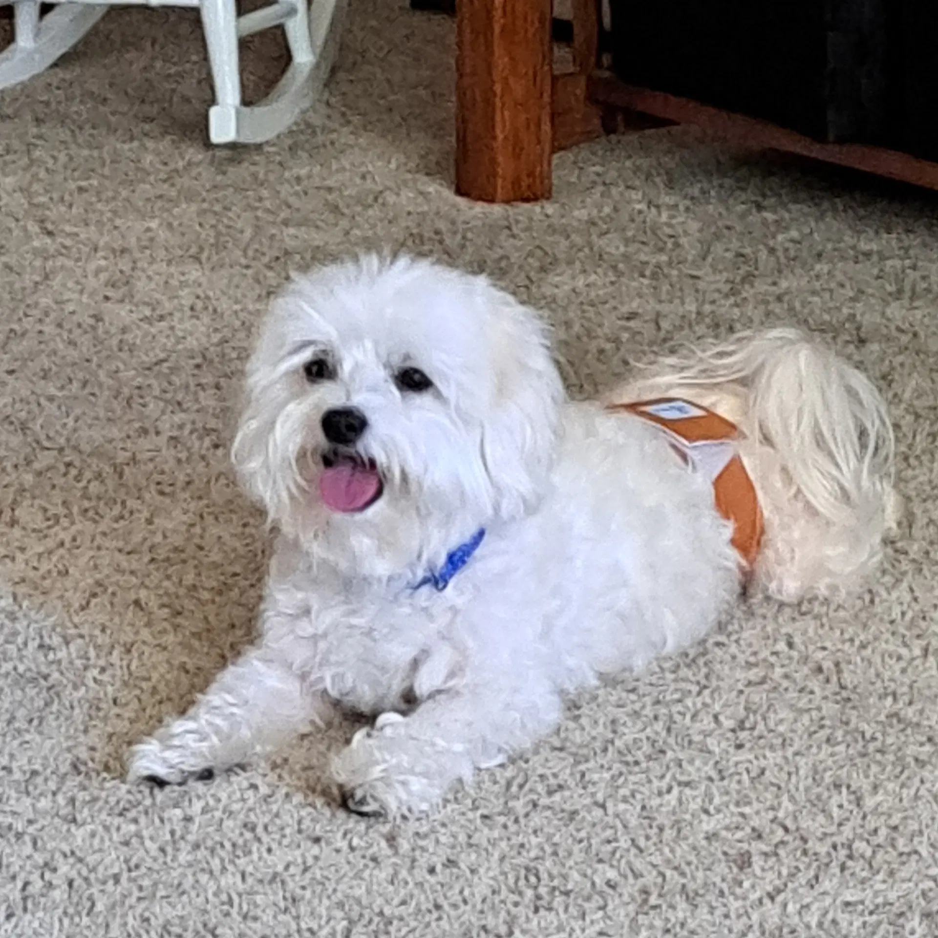 Charlie - Coton de Tulear