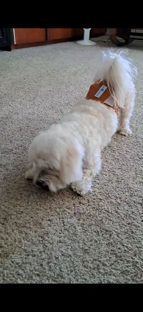 Charlie image 3