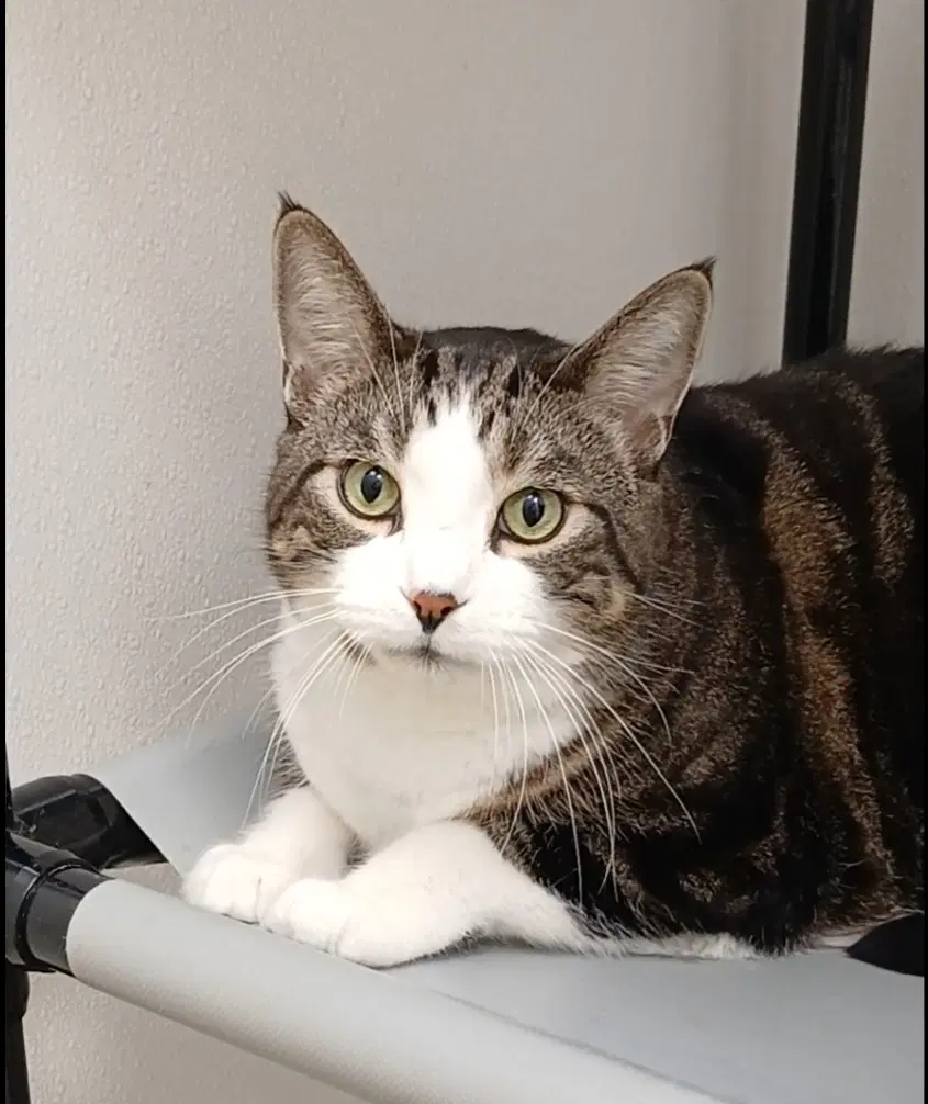 Nigel Clyde - Tabby